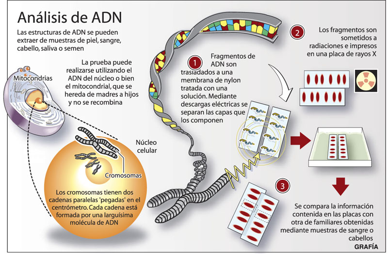 Infografía del ADN.